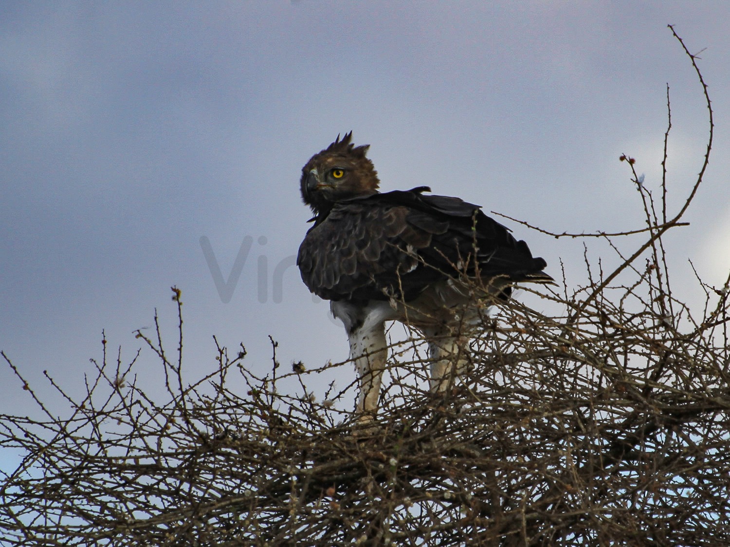 Martial Eagle | Tsavo West National Park